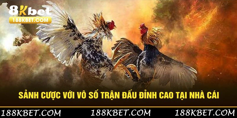 Sảnh cược với vô số trận đấu đỉnh cao tại nhà cái