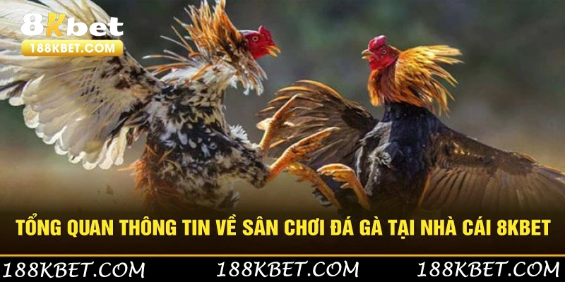 Tổng quan thông tin về sân chơi giải trí chất lượng tại nhà cái